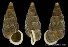 IMG_detallada/Obscurella martorelli martorelli.jpg